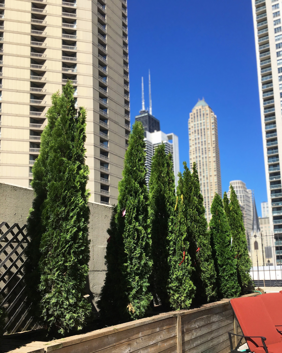 Emerald Green Arborvitae planted in a large container on a Chicago rooftop with the Willis Tower seen in the background.